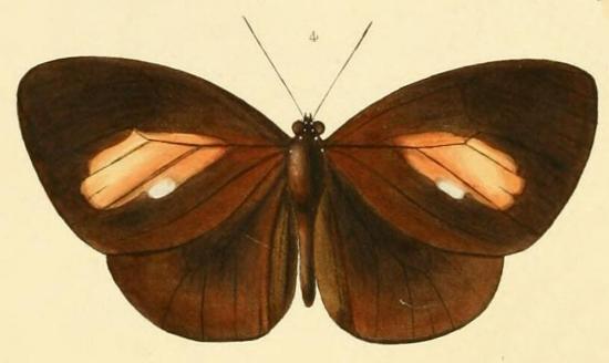 Euploea leucostictos