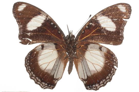 Hypolimnas misippus