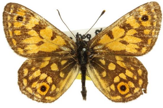 Oreixenica orichora