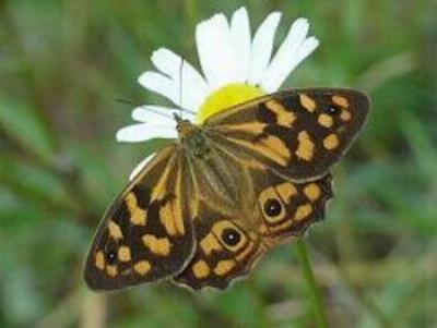 Heteronympha paradelpha
