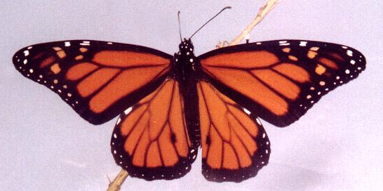 Danaus plexippus