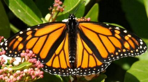 Danaus plexippus