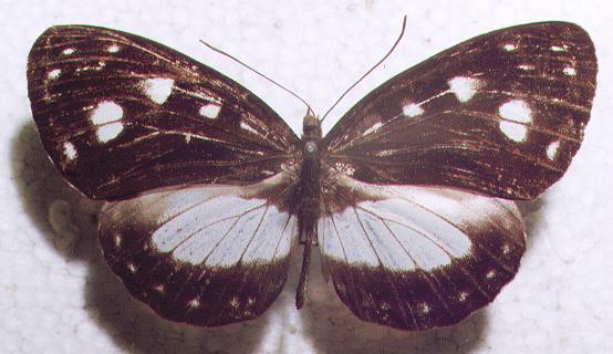 Neptis praslini