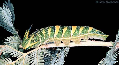 Charaxes sempronius