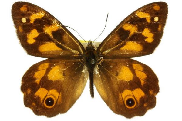 Heteronympha solandri