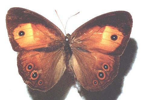 Mycalesis terminus
