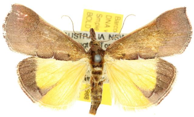 Anemosa exanthes