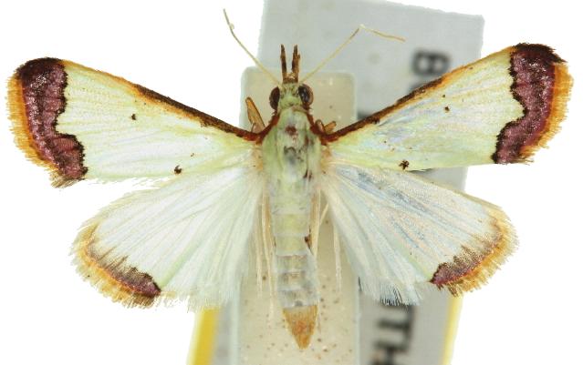 Autocharis hedyphaes