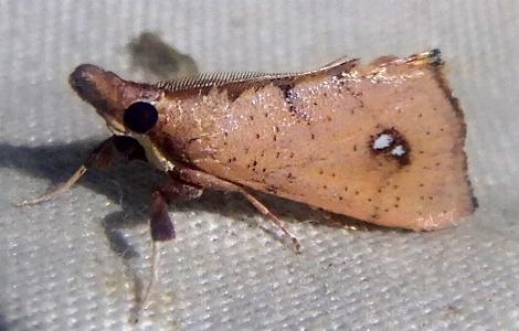 Anemosa isadasalis