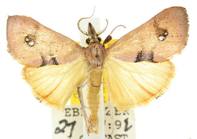 Anemosa isadasalis