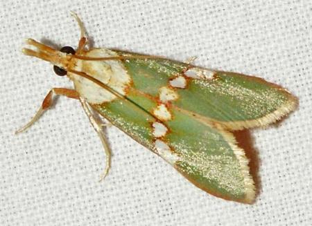 Anassodes mesozonalis