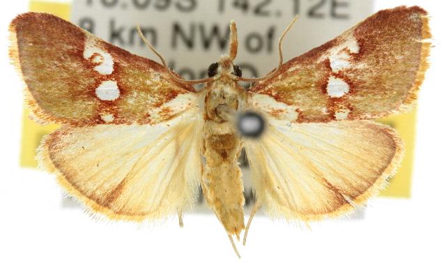Anassodes mesozonalis