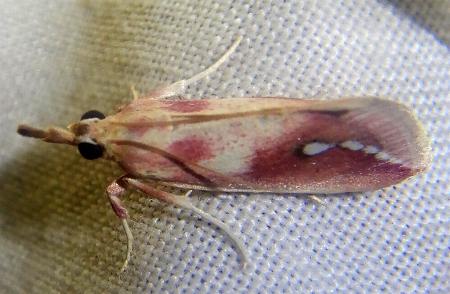 Polyterpnes polyrrhoda