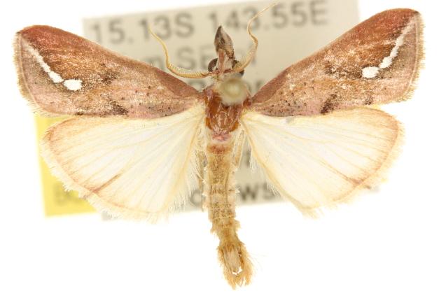 Polyterpnes polyrrhoda