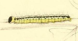 Heortia vitessoides