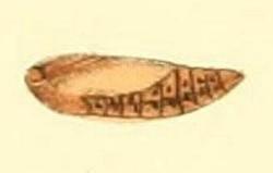 Heortia vitessoides