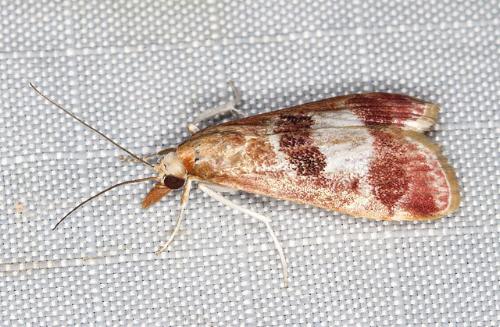 Syntonarcha vulnerata