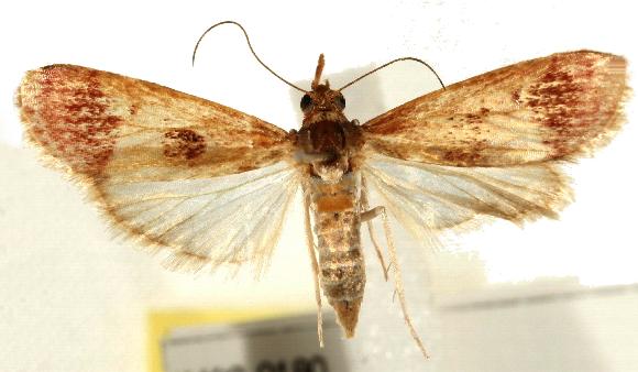 Syntonarcha vulnerata