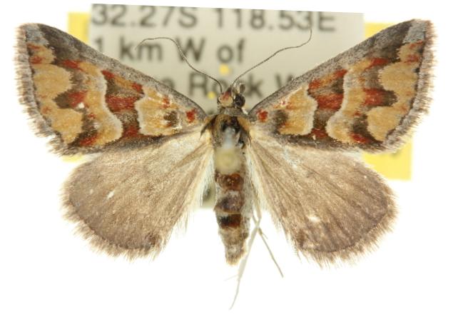 Dichromodes aesia