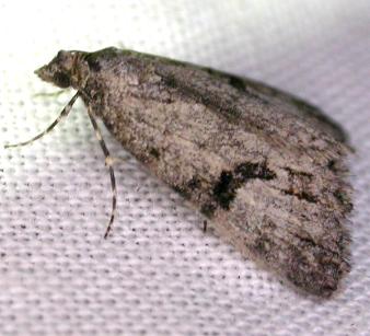 Dichromodes anelictis