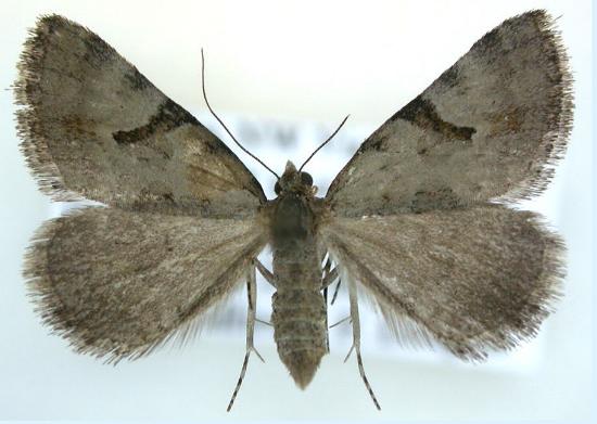 Dichromodes anelictis