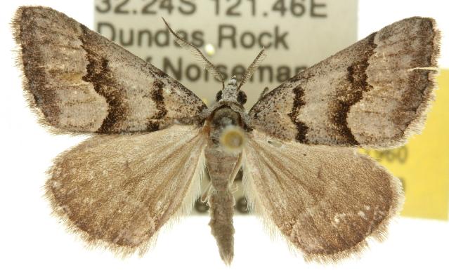 Dichromodes atrosignata