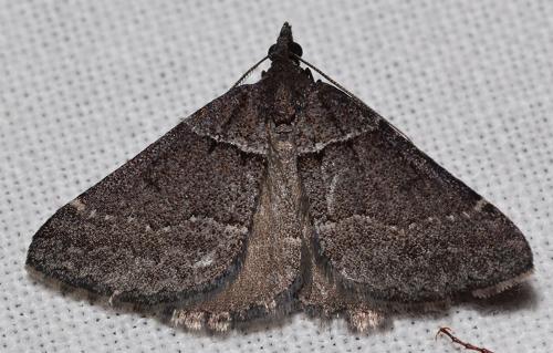 Dichromodes atrosignata
