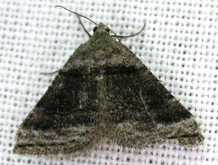 Taxeotis celidora