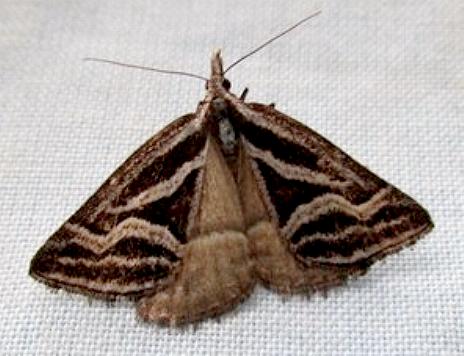 Dichromodes confluaria
