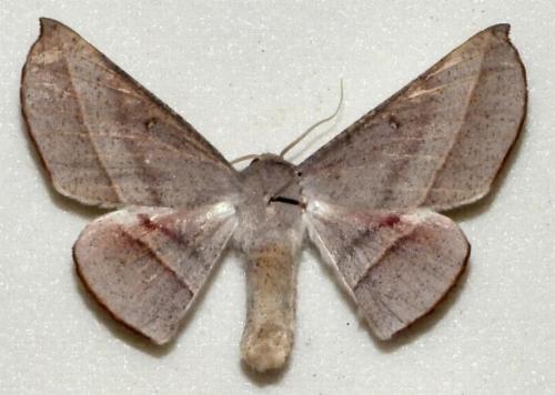 Oenochroma decolorata