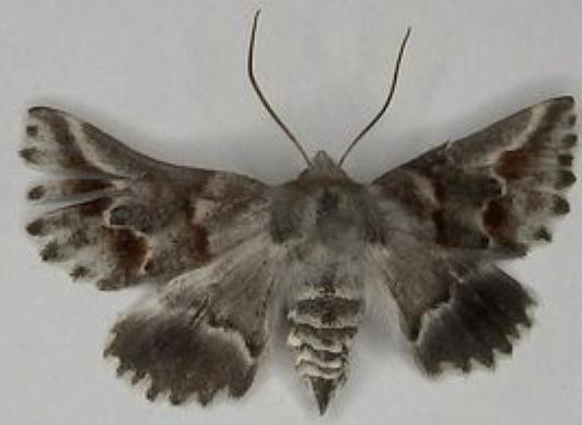 Hypographa epiodes
