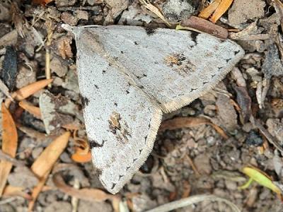 Dichromodes estigmaria