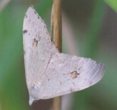 Dichromodes estigmaria