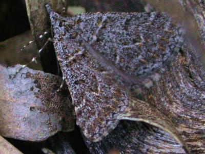 Dichromodes explanata