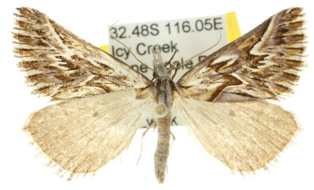 Arcina fulgorigera