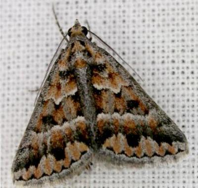 Dichromodes fulvida
