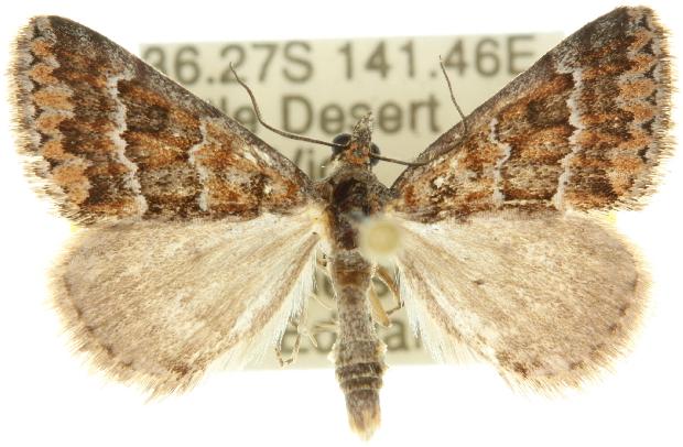 Dichromodes fulvida