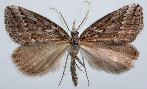 Phrixocomes hedrasticha