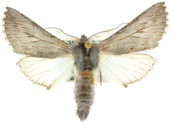 Dinophalus hiracopis