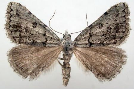 Dichromodes indicataria