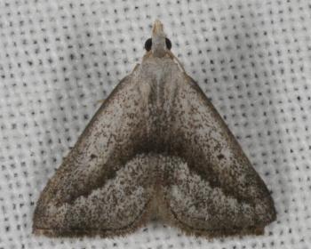 Adeixis inostentata