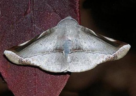 Oenochroma lissoscia