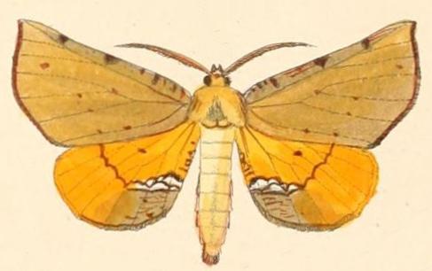 Parepisparis lutosaria