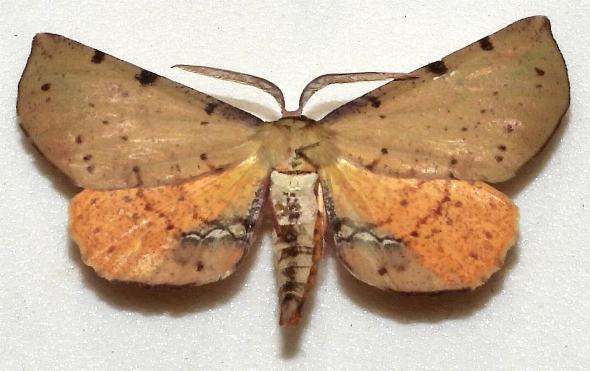 Parepisparis lutosaria