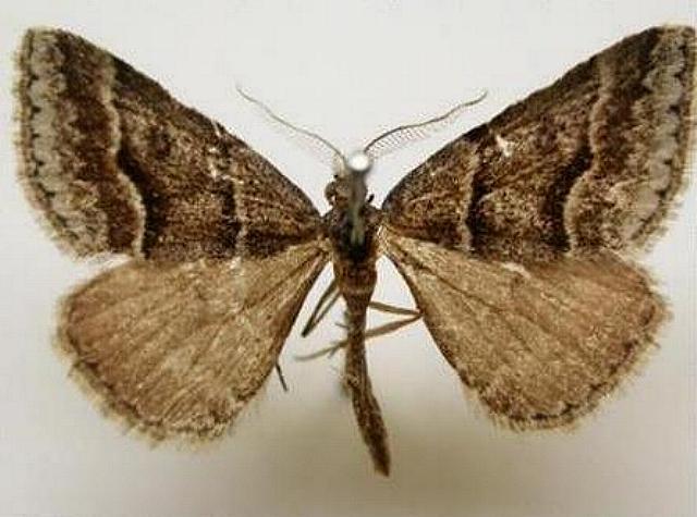 Dichromodes mesogonia