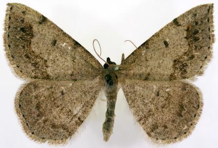 Taxeotis mimela