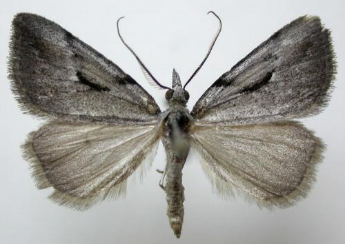 Phrixocomes ophiucha