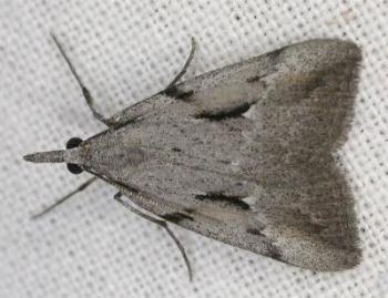 Phrixocomes ophiucha