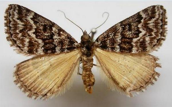 Dichromodes oriphoetes