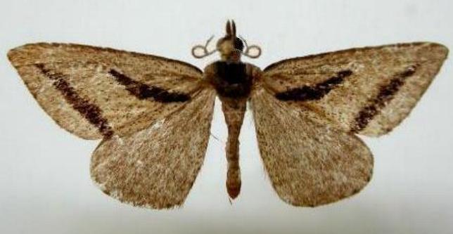 Aglossophanes pachygramma